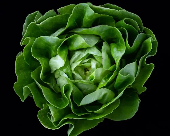Cabbage Green Large
