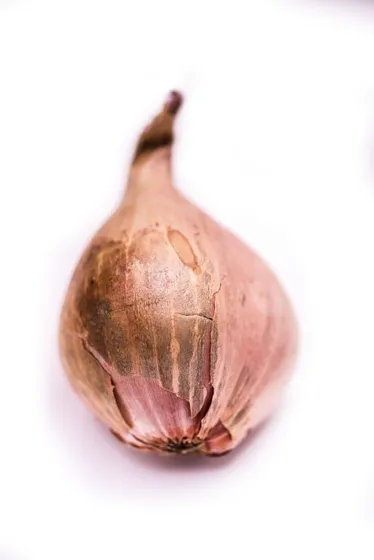 Onion White Big