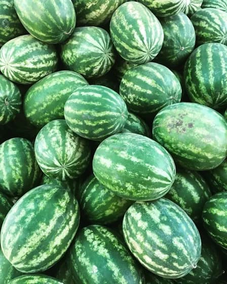 Watermelon Sugarbaby